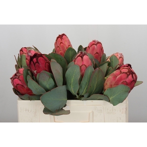 Protea Grandiceps