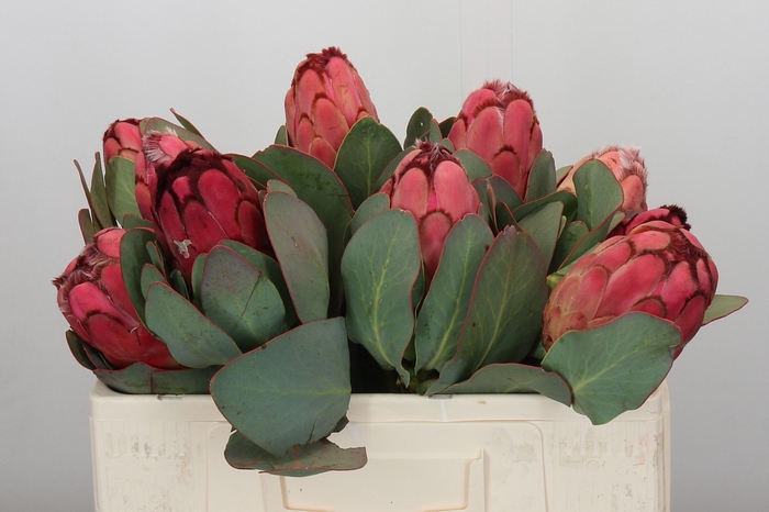 <h4>Protea Grandiceps</h4>