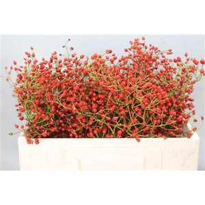 ROSA PRINSBERRY RED