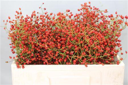 <h4>ROSA PRINSBERRY RED</h4>