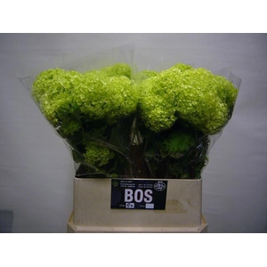 Viburnum op pb Roseum L8