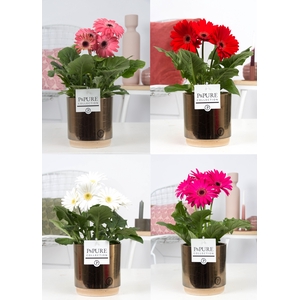 Gerbera belicht 2+ in Pure Julia bronze luxe keramiek