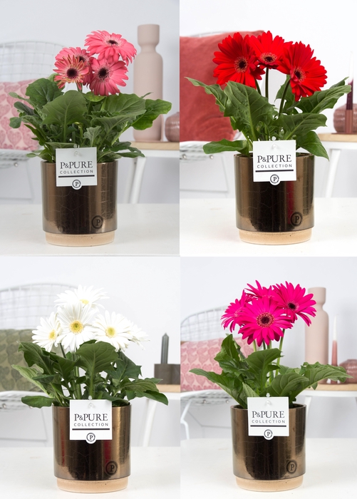 <h4>Gerbera belicht 2+ in Pure Julia bronze luxe keramiek</h4>