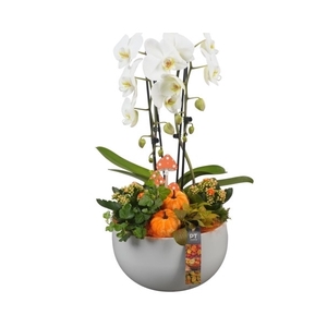 PTHI5546 Arrangement Herfst Indoor in keramiek schaal