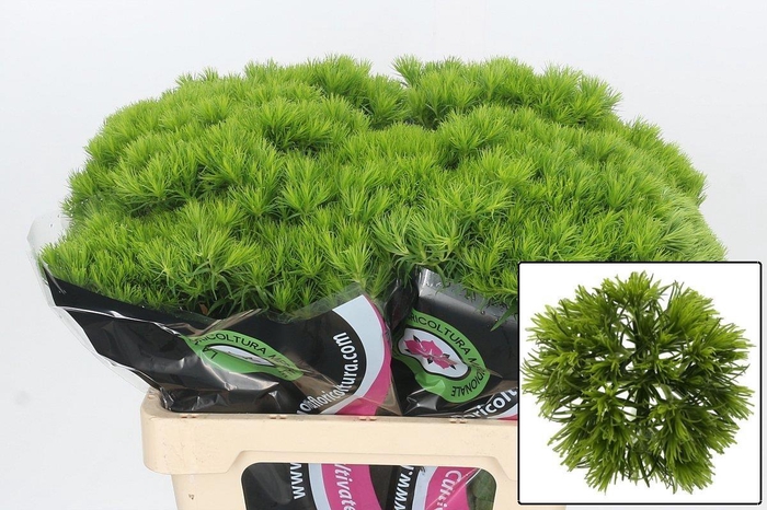 <h4>DI BARB KIWI MELLOW</h4>