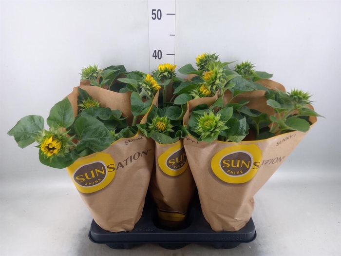 <h4>Helianthus an. 'Sunsation Flame'</h4>