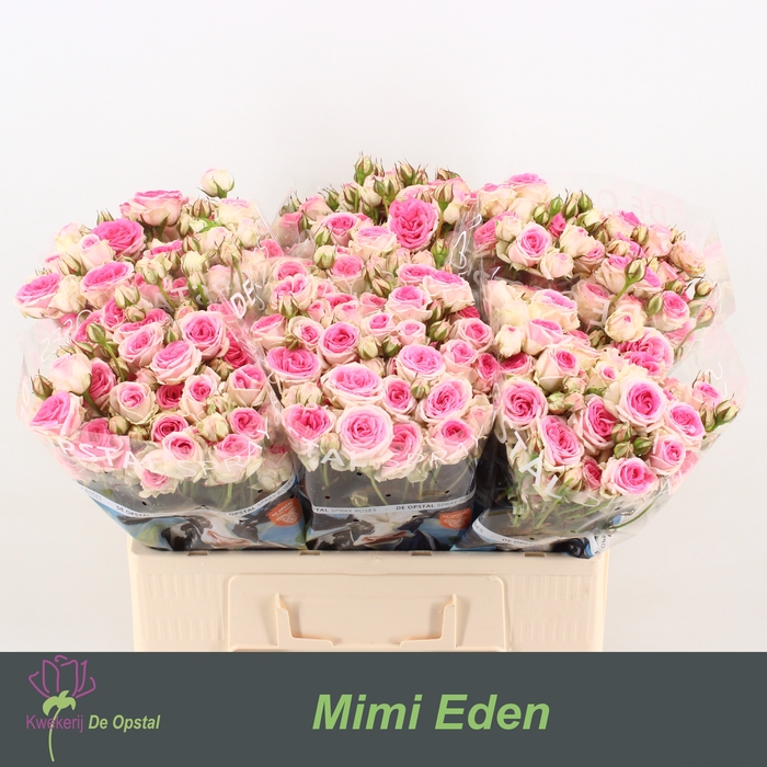 <h4>R tr Mimi Eden</h4>