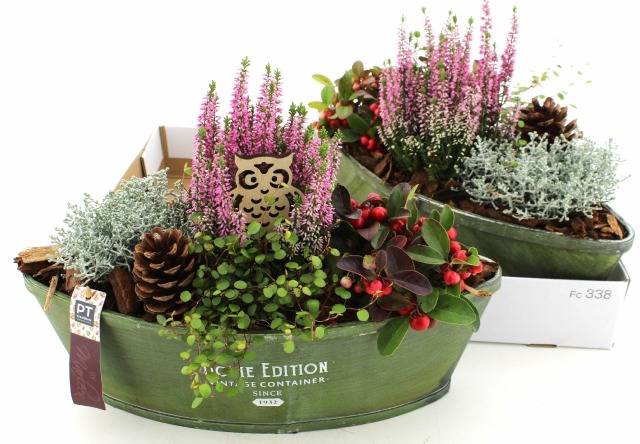 <h4>ARR TUINPLANTEN</h4>