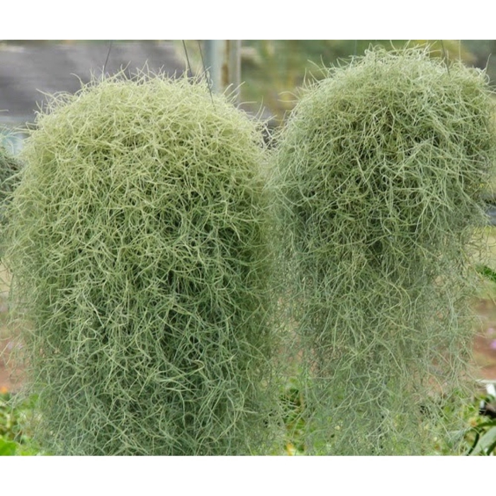 TILLANDSIA USNEOIDES (BARBA DE VELHO)