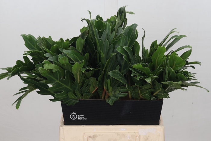 <h4>Philodendron Xanadu</h4>