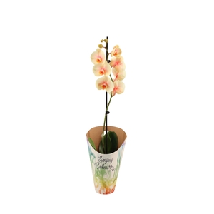 Enjoy Potcover Phal I Am Sunshine 1T9+