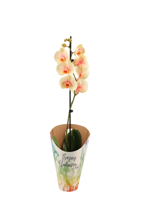 <h4>Enjoy Potcover Phal I Am Sunshine 1T9+</h4>