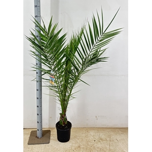 PHOENIX CANARIENSIS