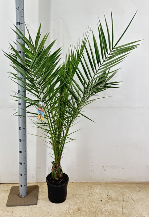 <h4>PHOENIX CANARIENSIS</h4>