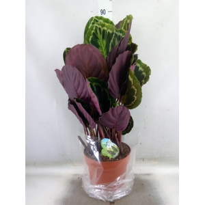 Calathea  'Medallion'