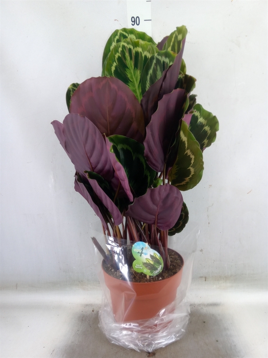 <h4>Calathea  'Medallion'</h4>