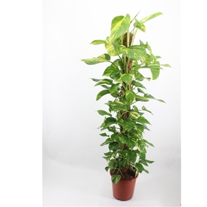 epipremnum aureum 150 mosstok