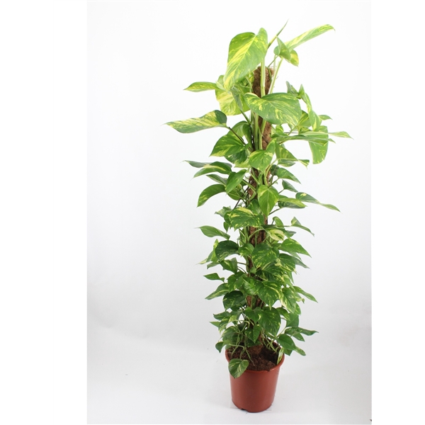 <h4>epipremnum aureum 150 mosstok</h4>