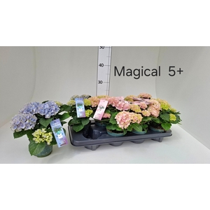 HYDR M MAG REVOLUTIO