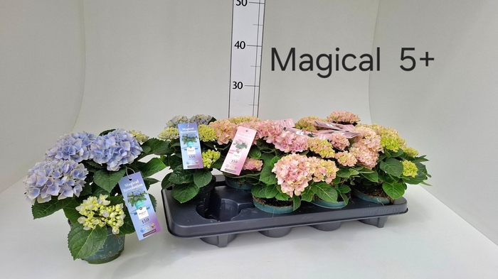 <h4>HYDR M MAG REVOLUTIO</h4>