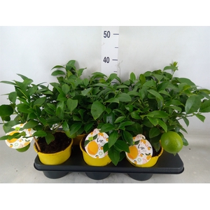 Citrus meyeri 'Meyer'