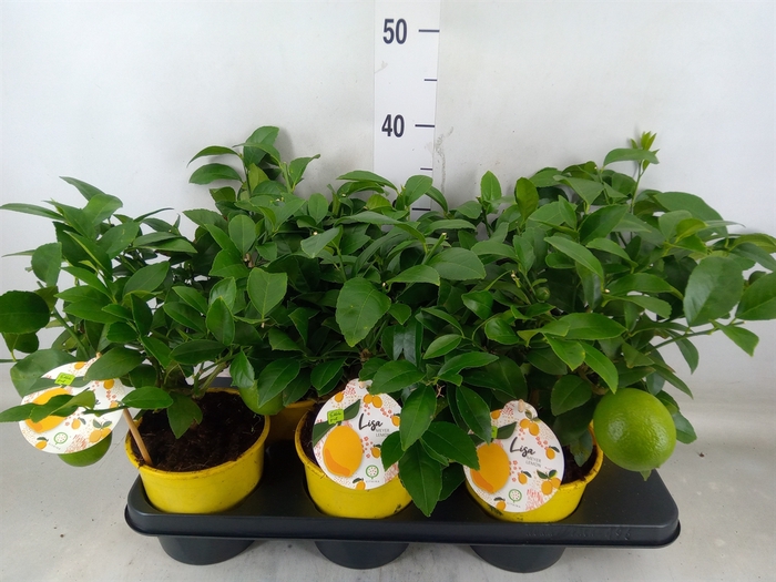 <h4>Citrus meyeri 'Meyer'</h4>
