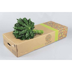 ARALIA CORE 50CM