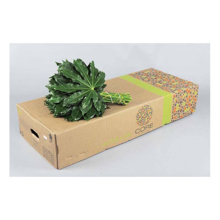 <h4>ARALIA CORE 60 CM</h4>