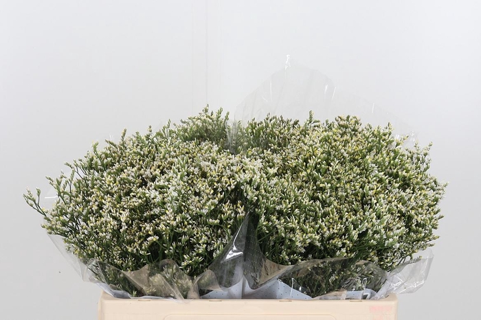 <h4>Lim Sin Clear Dia</h4>