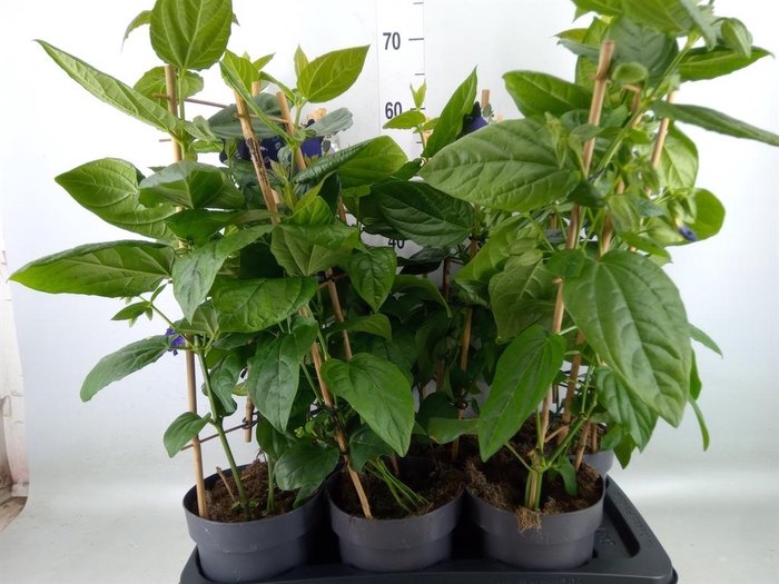 <h4>Thunbergia battiscombei</h4>