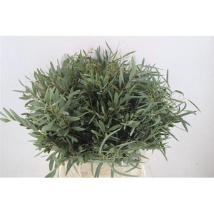 Euca Nicoly Short 150gr P Bunch