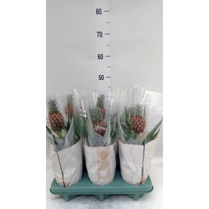 Ananas  'Rosita'
