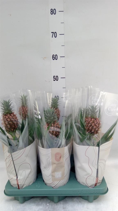 <h4>Ananas 'Rosita'</h4>