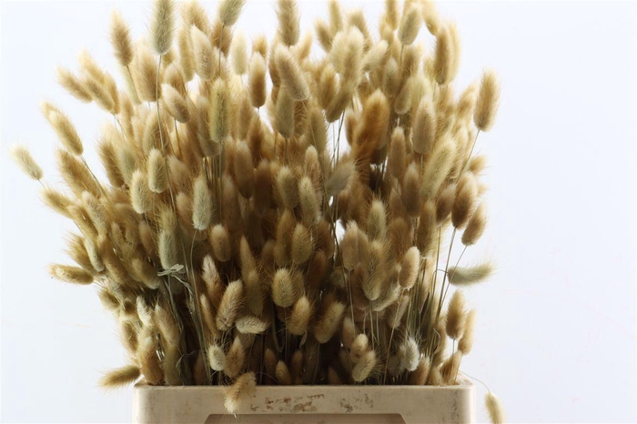 Dried Lagurus Natural Bunch 100gr