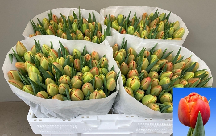 <h4>TU DU ICOON</h4>