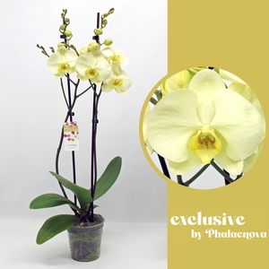 Green touch 2-tak 60cm (GROEN)