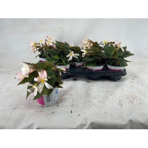 Begonia Waterfall 'Angel Soft Pink'