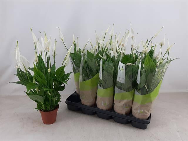 <h4>SPATH TORELLI</h4>