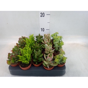 Crassula   ...mix