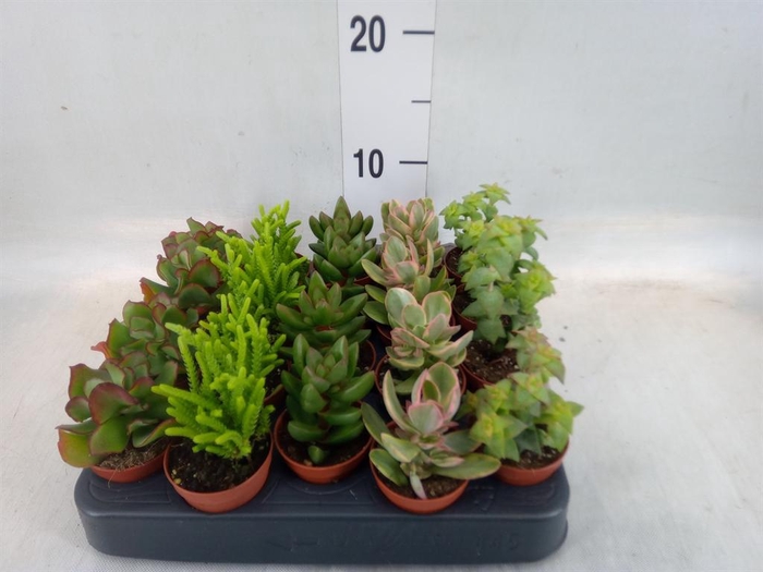 <h4>Crassula ...mix</h4>
