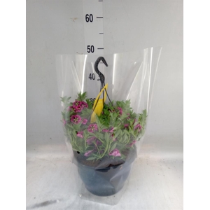 Calibrachoa  'Cabaret Good N Kiss'