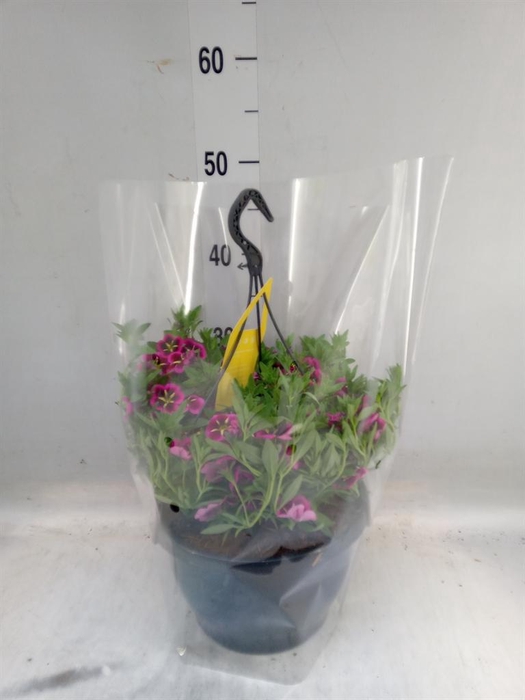 <h4>Calibrachoa  'Cabaret Good N Kiss'</h4>