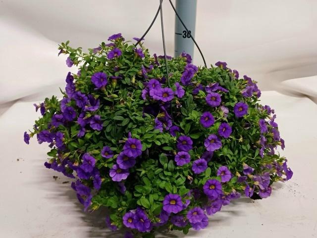 <h4>CALIB MINIF DARK VIO</h4>
