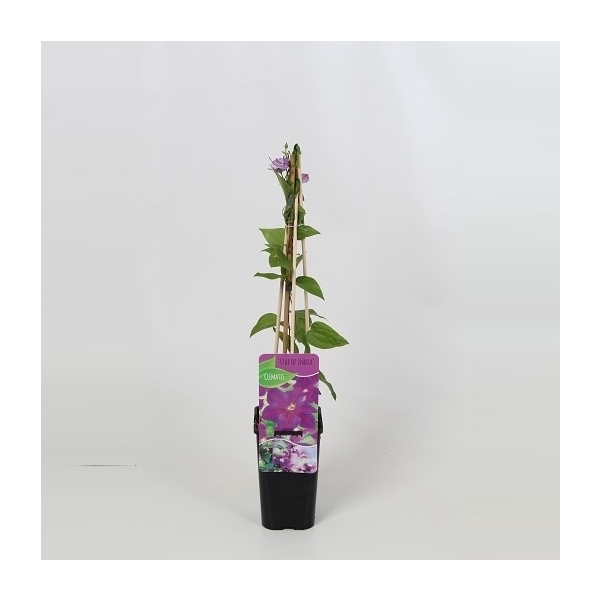 <h4>Clematis Star of India</h4>