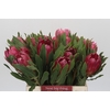 Protea Brenda