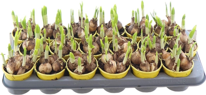 <h4>Narc O Tete A Tete</h4>