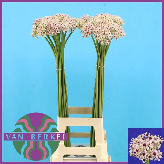 <h4>ALLIUM SILVERSPRING</h4>