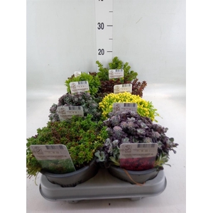Sedum   ...