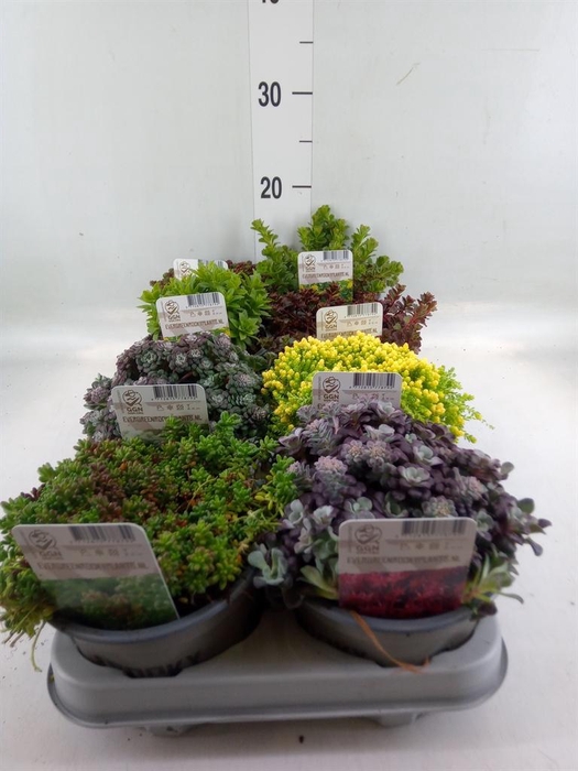 <h4>Sedum   ...</h4>