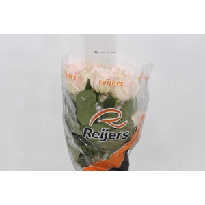 ROSA SWEET AVALANCHE 040 CM ESTUFA